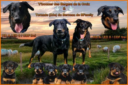 Beauceron Welpen Deckung Juni geplant