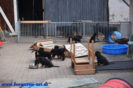 Beauceron Welpen Deckung Juni geplant