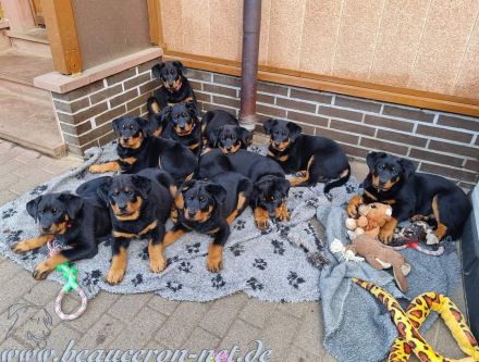Beauceron Welpen Deckung Juni geplant