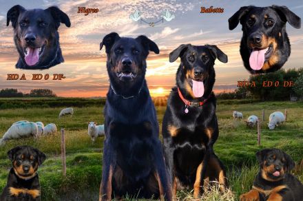 Beauceron Welpen Anfang 2027