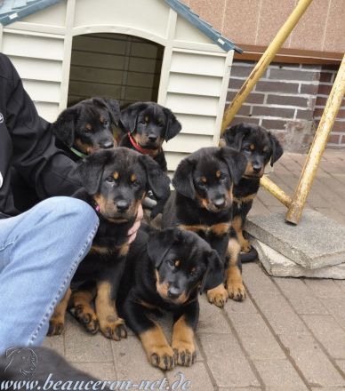 Beauceron Welpen Deckung Juni geplant