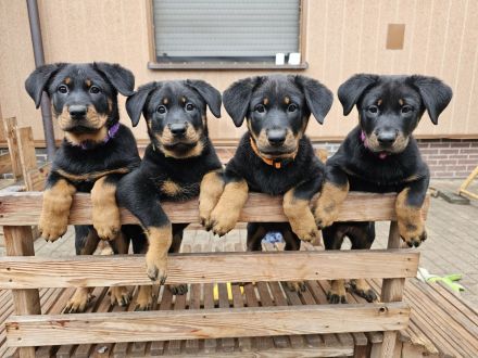 Beauceron Welpen Deckung Juni geplant