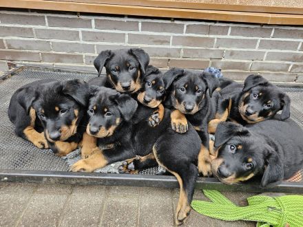 Beauceron Welpen Deckung Juni geplant
