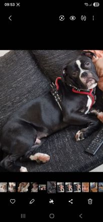 Old English Bulldog/ amerikanische Bulldoge Mix