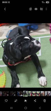 Old English Bulldog/ amerikanische Bulldoge Mix