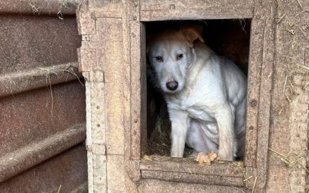 Stille Augen, die nach Frieden suchen: Cathy braucht ein Wunder