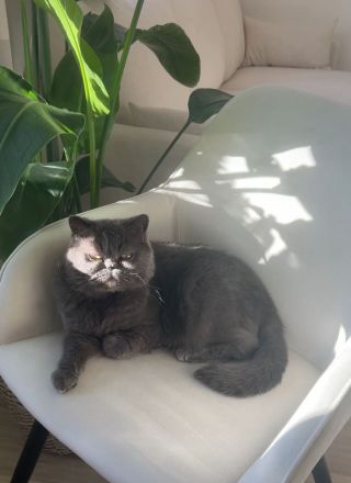 Lieber Katzenjunge sucht neues Heim.