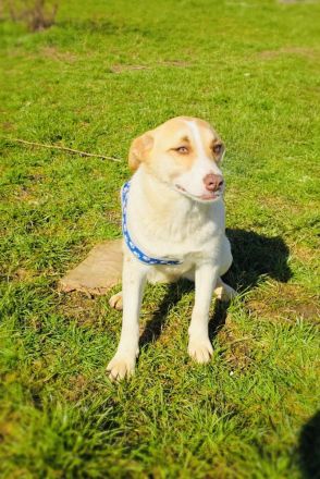 Labby Mix Mädchen sucht ein Zuhause