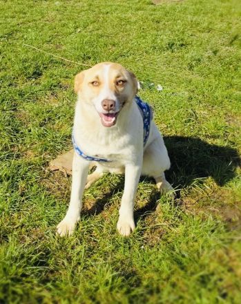 Labby Mix Mädchen sucht ein Zuhause