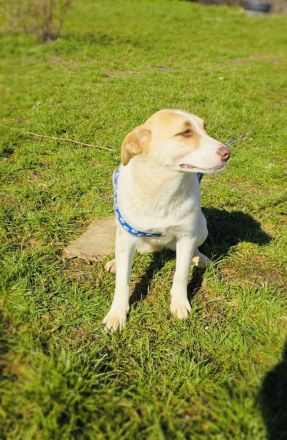 Labby Mix Mädchen sucht ein Zuhause