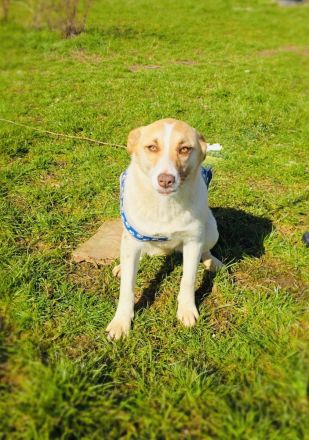 Labby Mix Mädchen sucht ein Zuhause