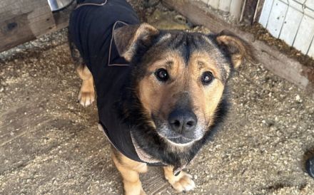 Großes Herz sucht festen Wohnsitz: Das ist Seppi