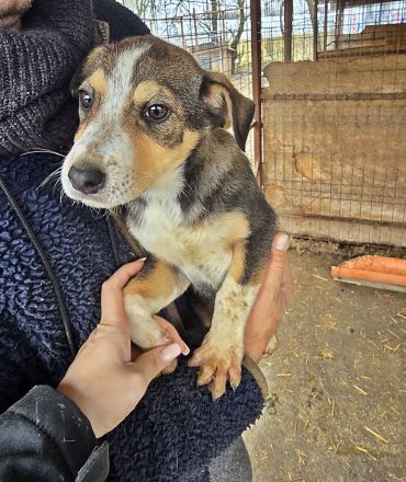 Lotti, Lulu, Wendy und Paul suchen ihr Glück
