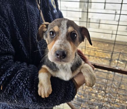 Lotti, Lulu, Wendy und Paul suchen ihr Glück