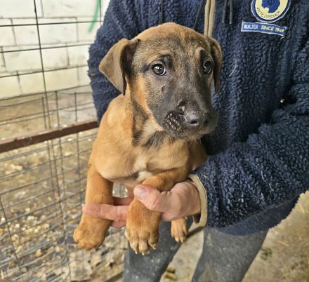 Lotti, Lulu, Wendy und Paul suchen ihr Glück