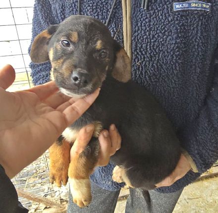 Lotti, Lulu, Wendy und Paul suchen ihr Glück