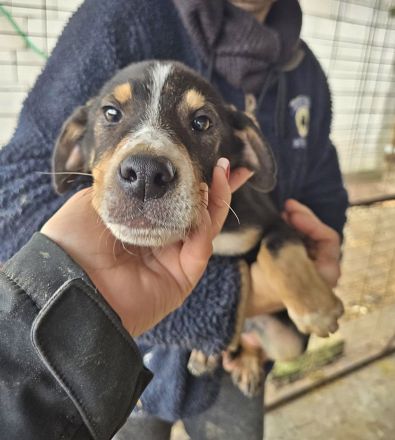 Lotti, Lulu, Wendy und Paul suchen ihr Glück
