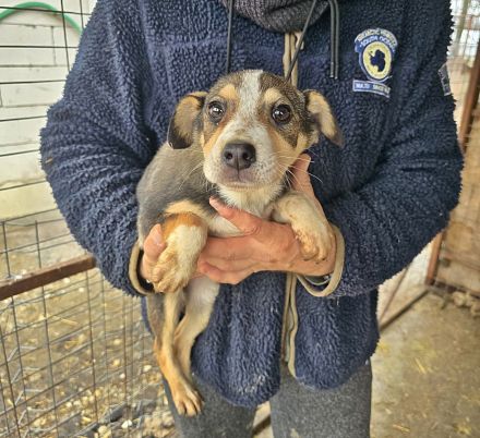 Lotti, Lulu, Wendy und Paul suchen ihr Glück