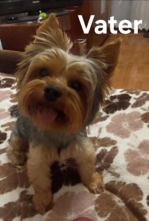 Nur noch 1 Rüde frei! Süße Yorkshire Terrier Welpen