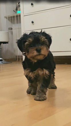 Yorkshire Terrier Welpe: Traumhaftes Puppengesicht & Mega-Wimpern!