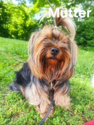 Nur noch 1 Rüde frei! Süße Yorkshire Terrier Welpen