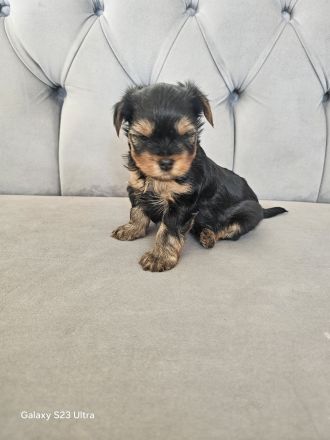 Nur noch 1 Rüde frei! Süße Yorkshire Terrier Welpen