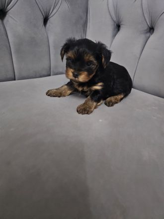 Nur noch 1 Rüde frei! Süße Yorkshire Terrier Welpen