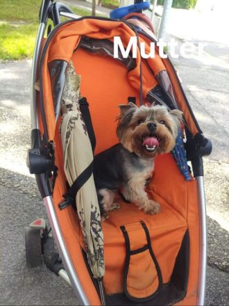 Nur noch 1 Rüde frei! Süße Yorkshire Terrier Welpen