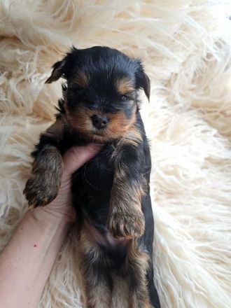 Nur noch 1 Rüde frei! Süße Yorkshire Terrier Welpen