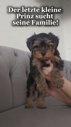 Yorkshire Terrier Welpe: Traumhaftes Puppengesicht & Mega-Wimpern!