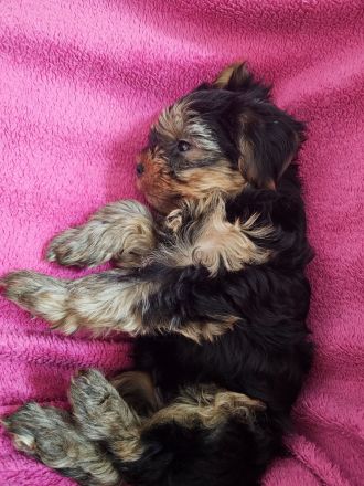 Yorkshire Terrier Welpe: Traumhaftes Puppengesicht & Mega-Wimpern!