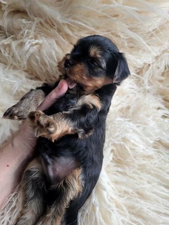 Nur noch 1 Rüde frei! Süße Yorkshire Terrier Welpen