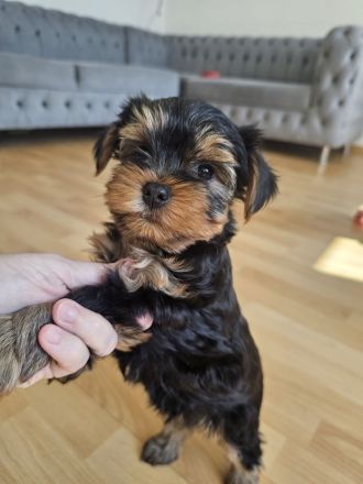 Yorkshire Terrier Welpe: Traumhaftes Puppengesicht & Mega-Wimpern!