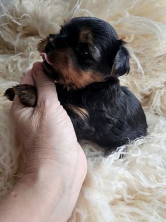 Nur noch 1 Rüde frei! Süße Yorkshire Terrier Welpen