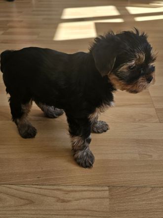 Yorkshire Terrier Welpe: Traumhaftes Puppengesicht & Mega-Wimpern!