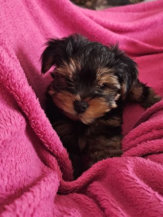 Yorkshire Terrier Welpe: Traumhaftes Puppengesicht & Mega-Wimpern!