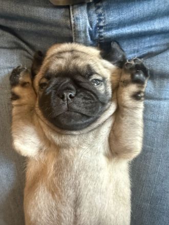 Retro Mops Welpen in liebevolle Hände abzugeben 🐾