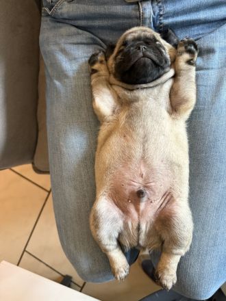 Retro Mops Welpen in liebevolle Hände abzugeben 🐾