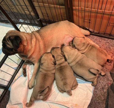 Retro Mops Welpen in liebevolle Hände abzugeben 🐾