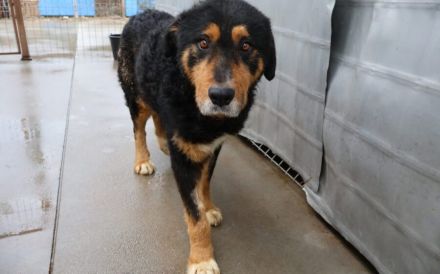 Nielson - groß, ausgeglichen und liebenswert!