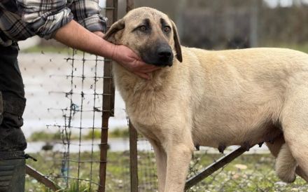 Ronja: Für Menschen mit Geduld, Ruhe und ganz viel Herz.