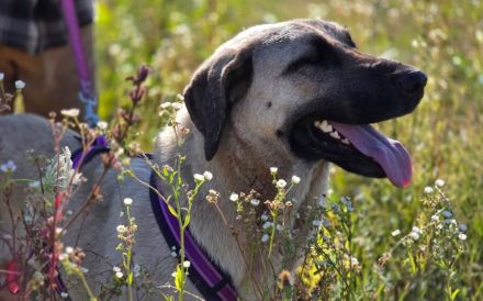 Ronja: Für Menschen mit Geduld, Ruhe und ganz viel Herz.