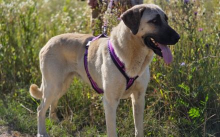 Ronja: Für Menschen mit Geduld, Ruhe und ganz viel Herz.