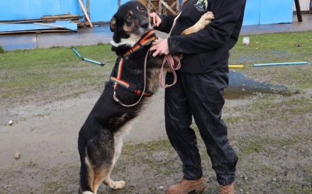 Großer Schmusebär Rasmus wartet auf seine Familie