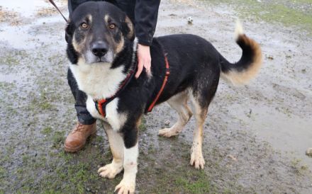 Großer Schmusebär Rasmus wartet auf seine Familie