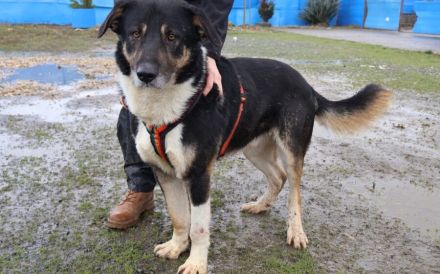 Großer Schmusebär Rasmus wartet auf seine Familie