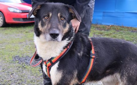 Großer Schmusebär Rasmus wartet auf seine Familie