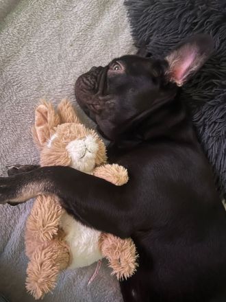 Französische Bulldogge "SCOOBY"