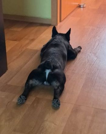 Französische Bulldogge "SCOOBY"