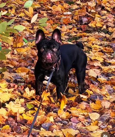 Französische Bulldogge "SCOOBY"